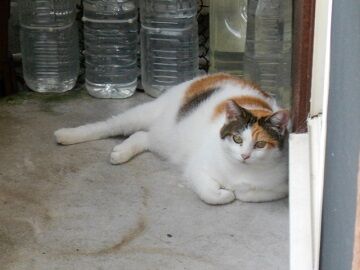 9月17日（7-10）仮