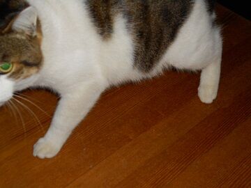 12月20日（29）仮