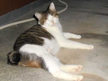 8月25日（26）仮