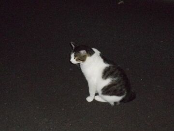 9月10日（39）仮