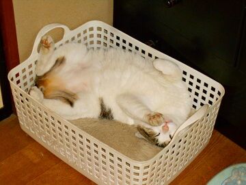 5月18日（70）仮