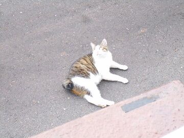 5月26日（26）仮