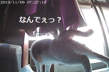 11月9日（14）仮