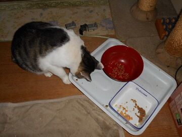 9月23日（2-8）仮