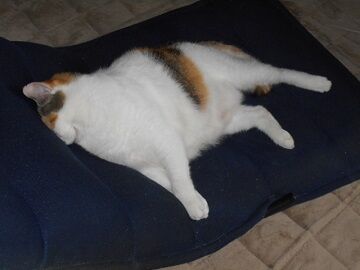 9月25日（12-6）仮