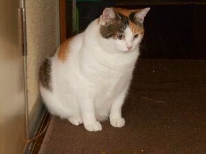 8月23日（100）仮