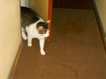 11月26日（12）仮