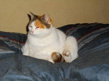 1月13日（16）仮