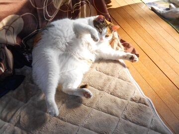 4月30日（34）仮