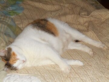 9月13日（57）仮