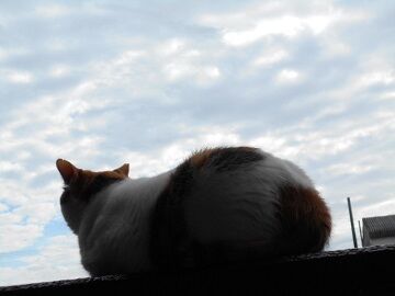 10月7日（17）仮