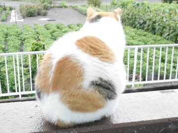 7月19日(15)仮