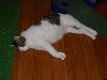 7月23日（16）仮