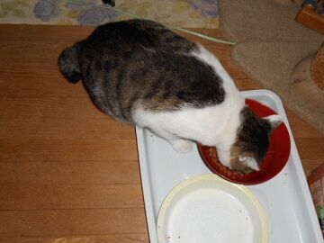 9月18日（42）仮