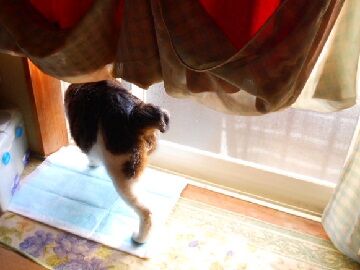 1月16日（10）仮