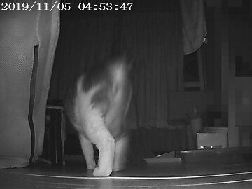 11月5日（18）仮