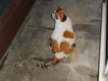 8月22日（28）仮