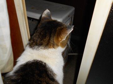 2月16日（59）仮