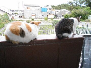 6月21日（27）仮