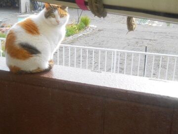 3月17日（22）仮