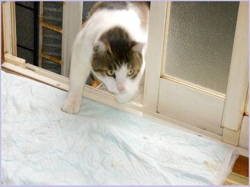 6月22日（16）仮