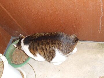 2月10日（39）仮