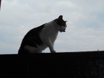 10月2日（15-18）仮