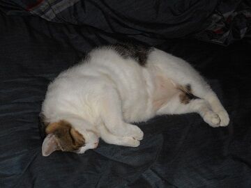 9月21日（8-2）仮