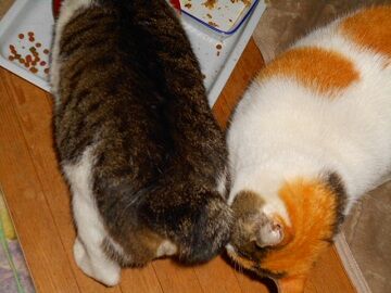 5月10日（31）仮