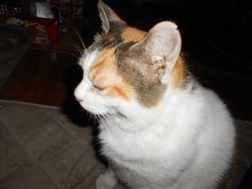 8月17日（48）仮