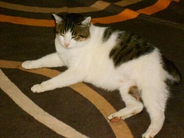 12月2日（32）仮