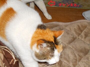 4月22日(54)仮