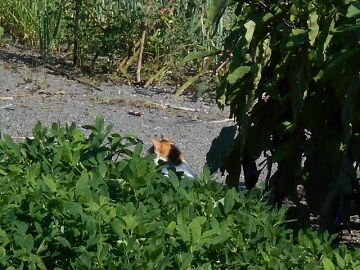 7月31日（25）仮