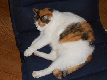 10月4日（43）仮