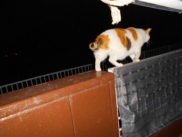 12月31日（31）仮