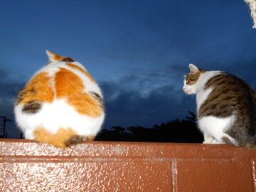 11月25日（11）仮