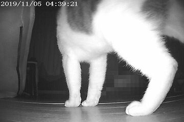 11月5日（15）仮