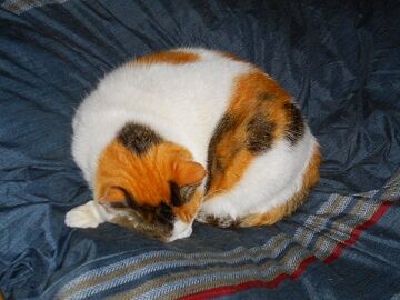 1月10日（13）仮