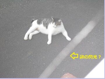 7月31日（48）仮