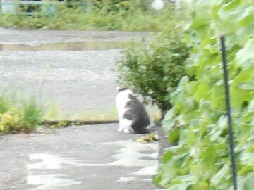 8月28日（98）仮