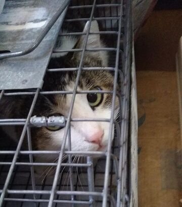 4月29日（4）使用