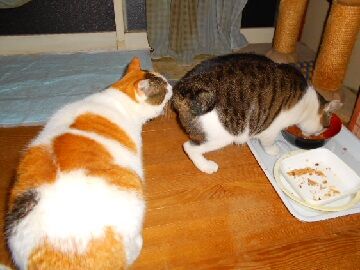 12月8日（12）仮