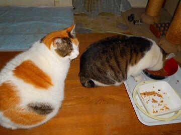 12月8日（15）仮