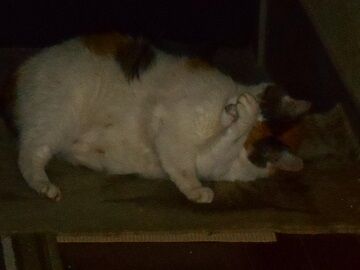 7月30日（18）仮