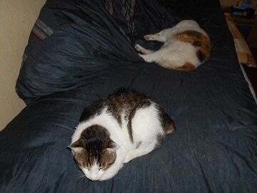 6月25日（26）仮