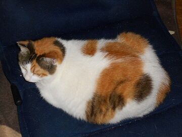 7月15日（13）仮