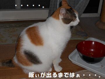 9月25日（6-11）仮