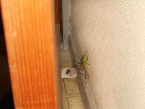 8月23日（71）仮