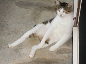 7月20日（28）仮