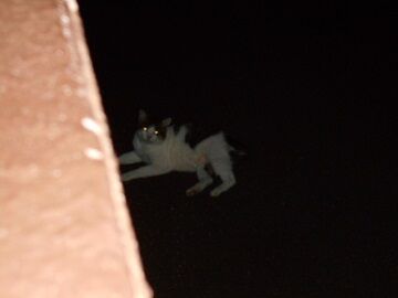 8月17日（20）仮